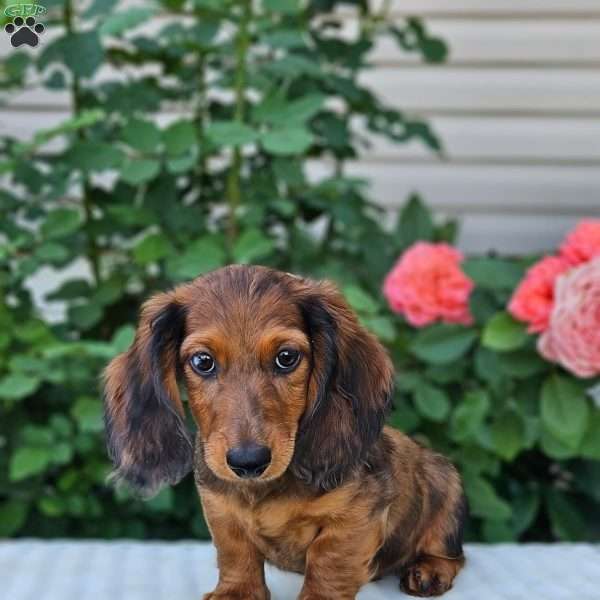 Tom, Dachshund Puppy